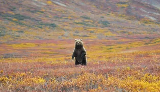 阿拉斯加野生动物百科：陆地篇，探寻高冷大
